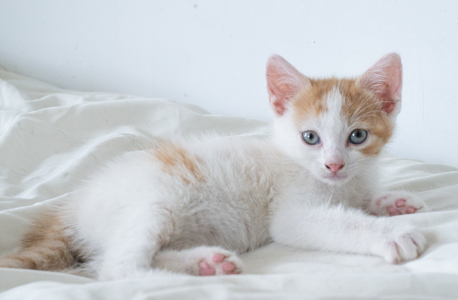 ace hearts photography cat nyc